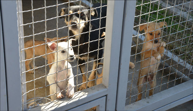 Ниче хотел за новосадске псе